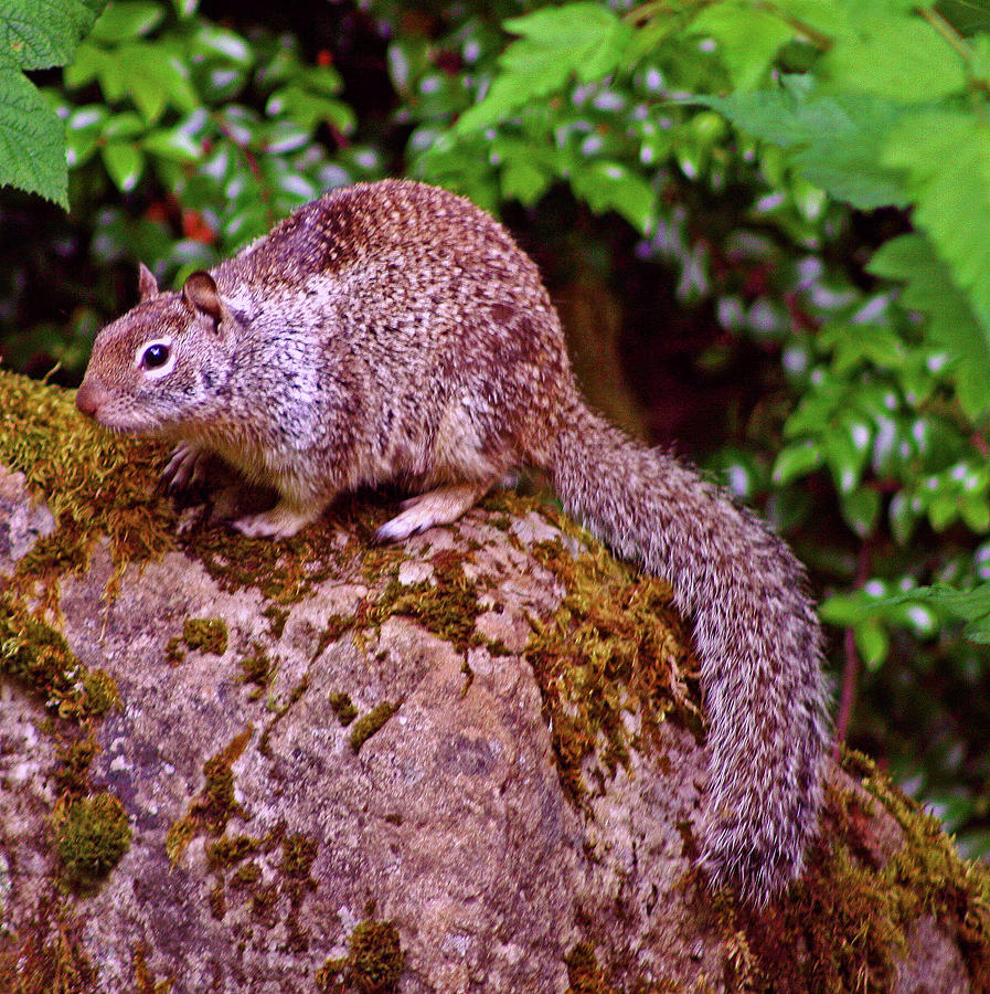 Gray Squirrel Photograph - Mr. Squirrel by Kami McKeon
