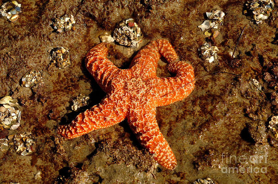 Beach Photograph - Mr Starfish by Marc Bittan