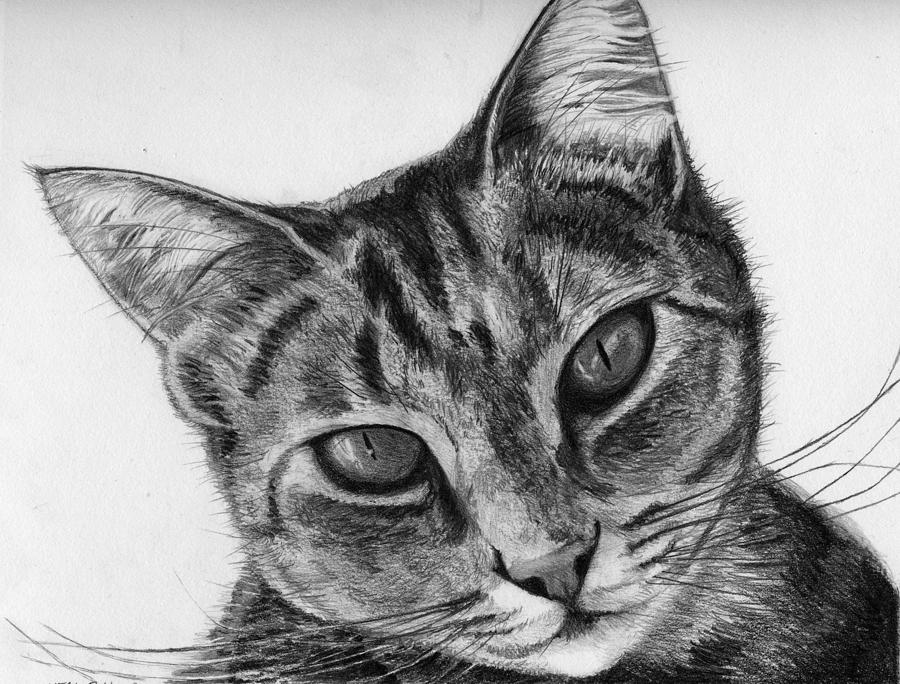 Mr. Stubbs Drawing by Neal Binder-Wheeler - Fine Art America