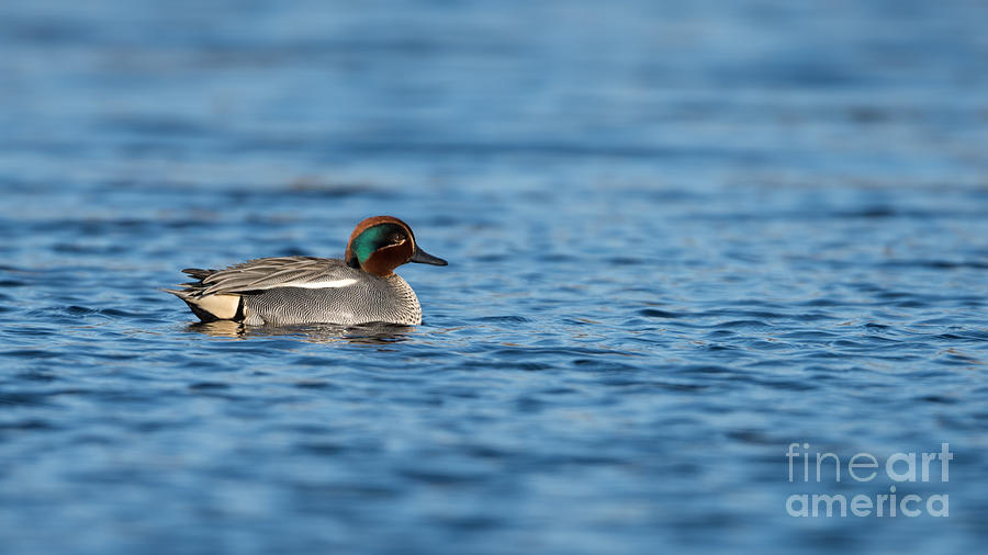 Mr Teal Photograph by Torbjorn Swenelius