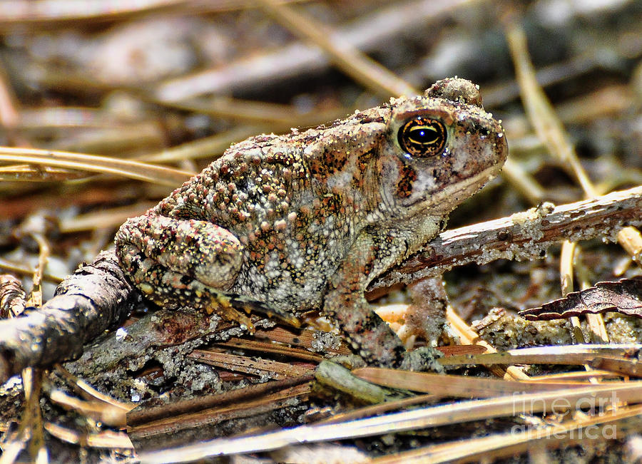 Frog Photograph - Mr. Toad by John Steiger