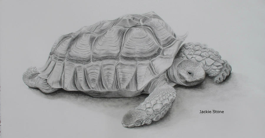 Little Turtle Canvas Wall Art by Ella Mazur | iCanvas