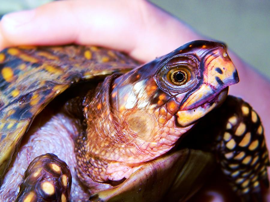 Mr. Turtle 2 Photograph by Joy Montgomery - Fine Art America