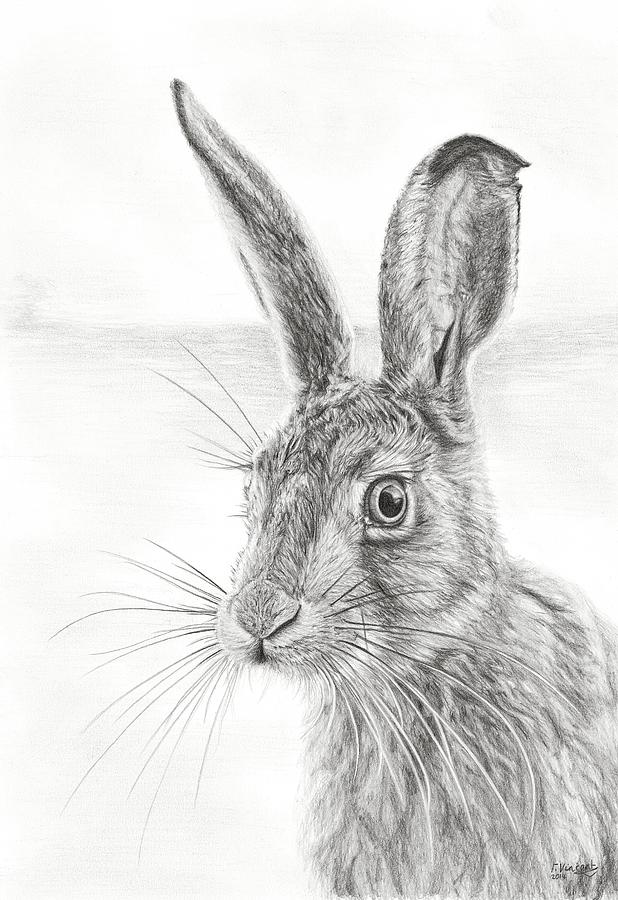 Mr Whisker Drawing by Frances Vincent - Fine Art America