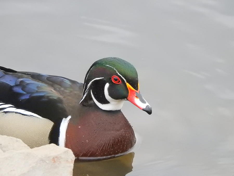 Mr. Wood Duck Photograph by Betty-Anne McDonald