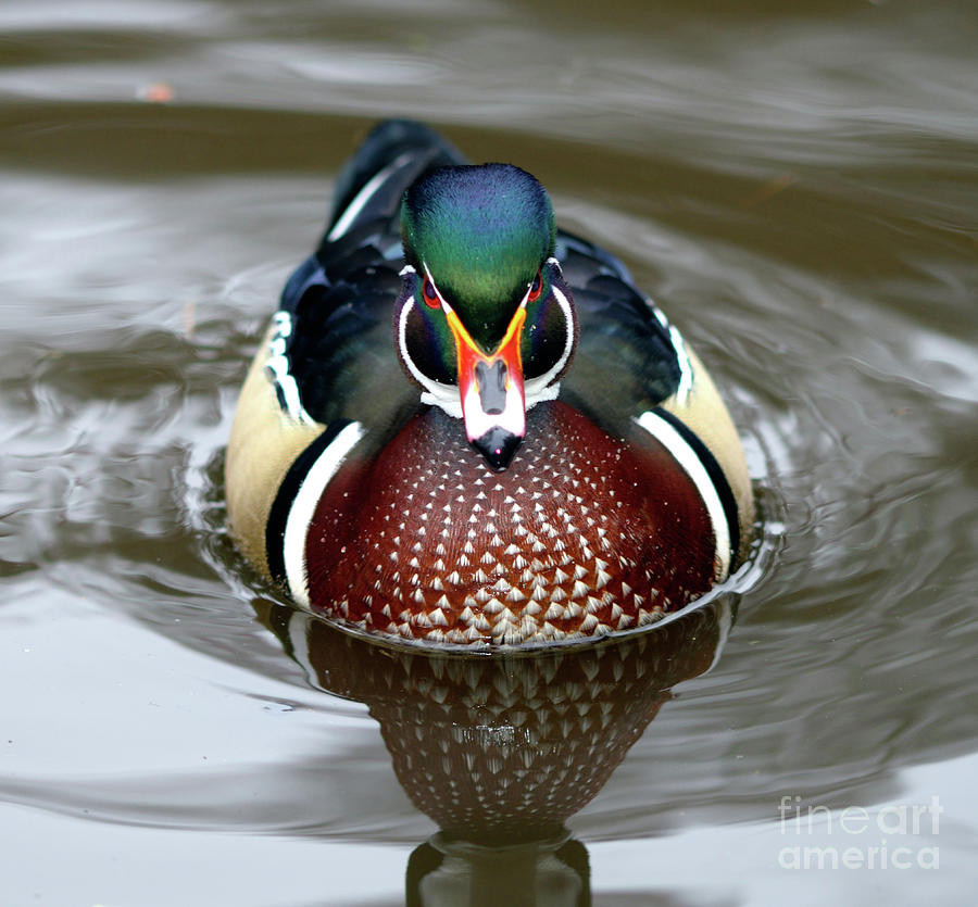 Mr. Wood Duck Photograph by Terry Elniski
