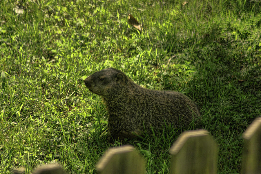 Mr Woodchuck by Rick Friedle Mr Woodchuck by Rick Friedle