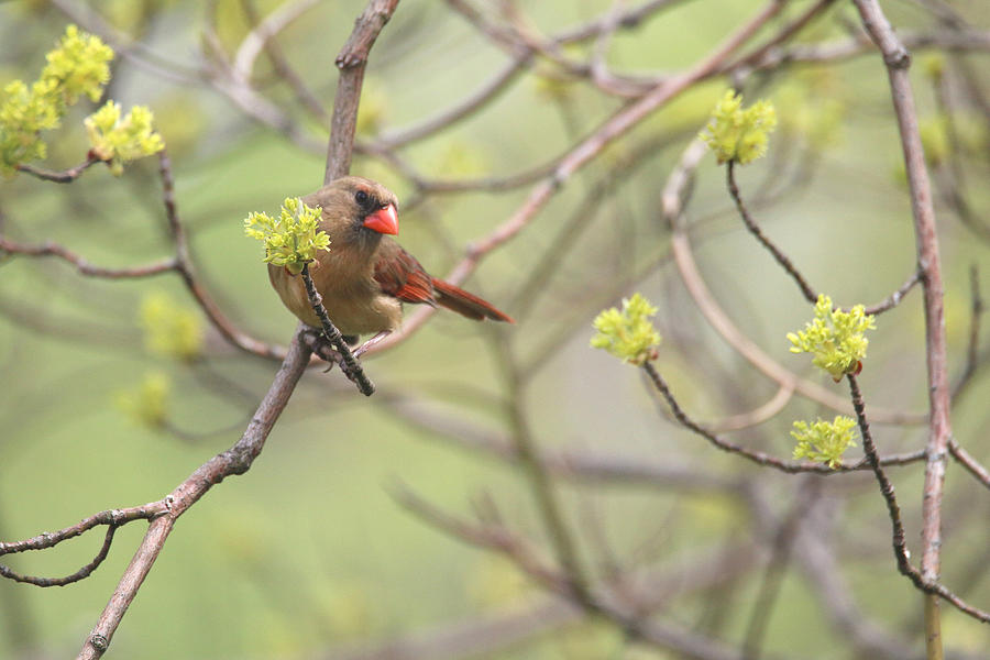Mrs. Cardinal and Spring Buds Photograph by Living Color Photography Lorraine Lynch