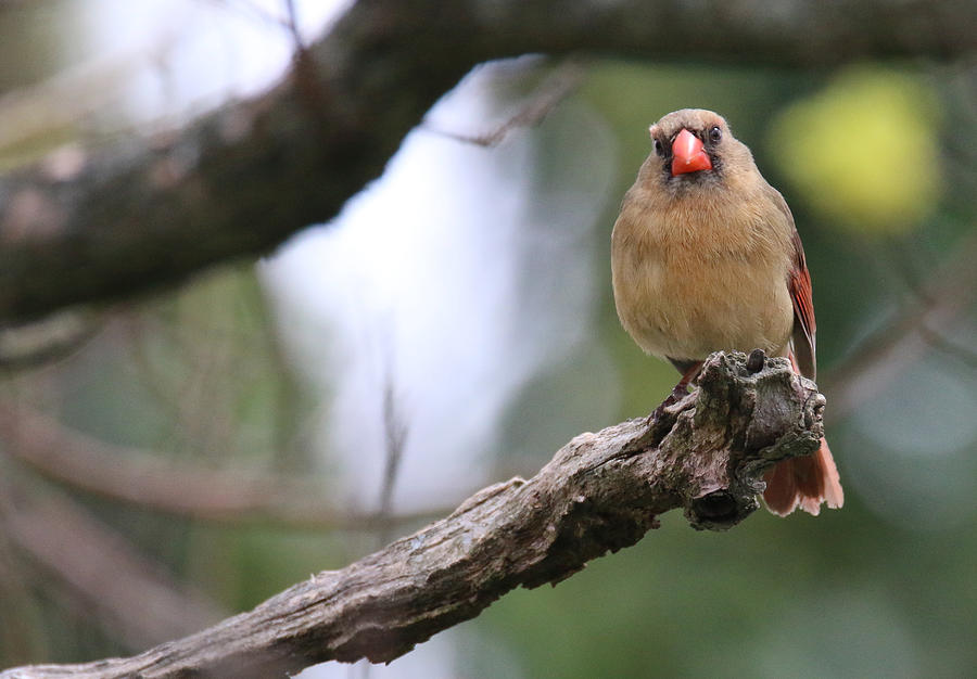Mrs. Cardinal Photograph by Living Color Photography Lorraine Lynch