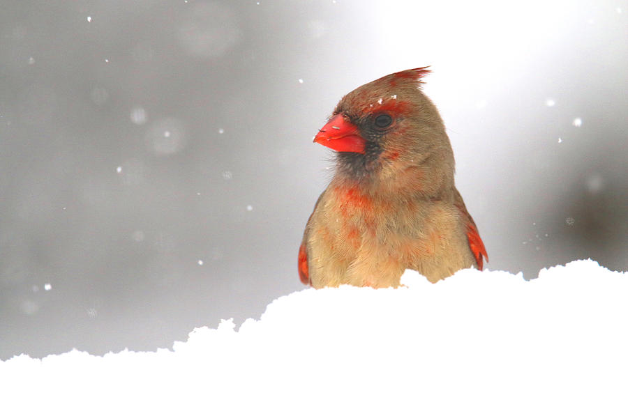 Mrs. Cardinal Playing In The Snow Photograph by Living Color Photography Lorraine Lynch
