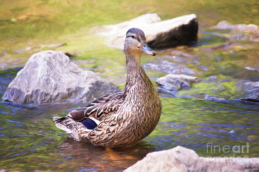 Mrs. Mallard Takes A Dip Photograph by Sharon McConnell