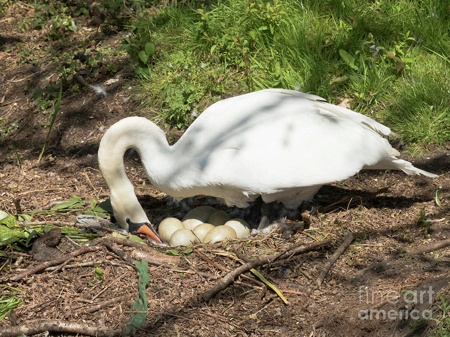 Mrs Mylor Swan and her Eggs Photograph by Terri Waters