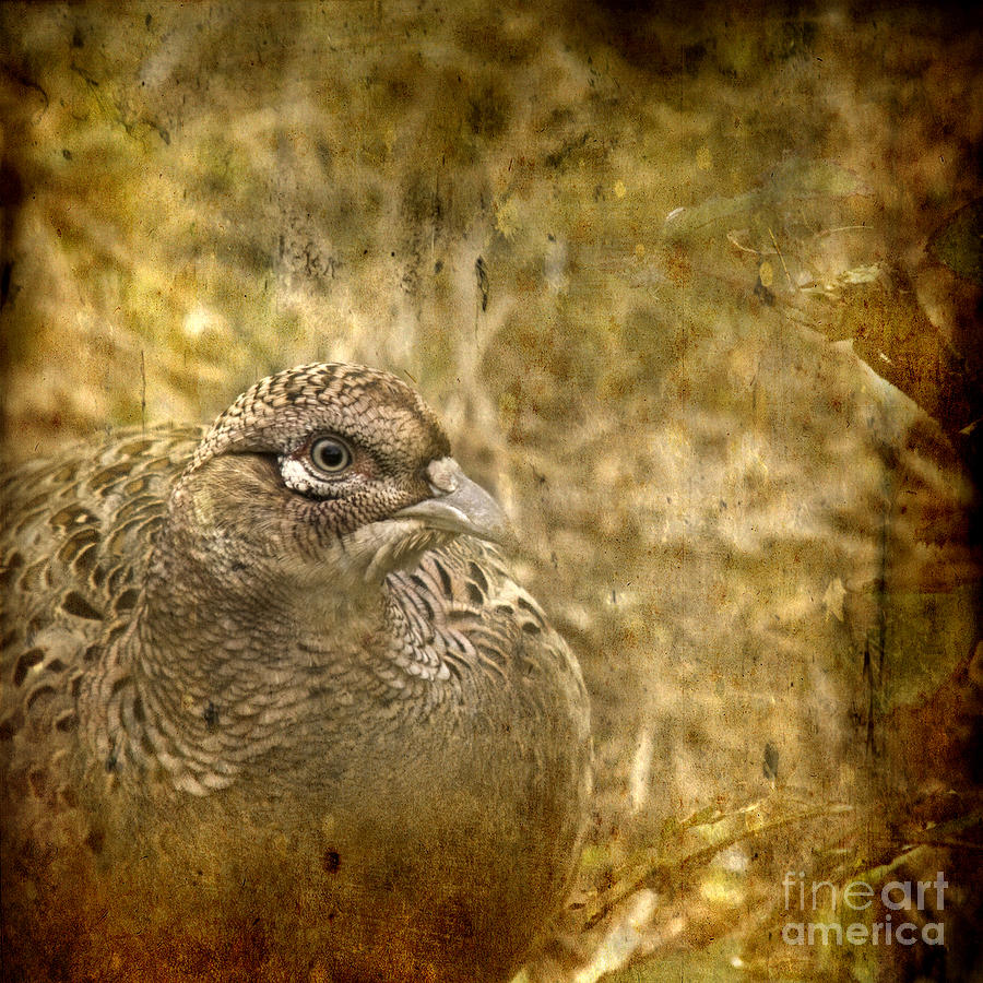 Pheasant Photograph - Mrs Pheasant by Ang El