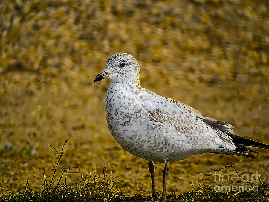 Mrs. Seagull Photograph by Melissa Messick