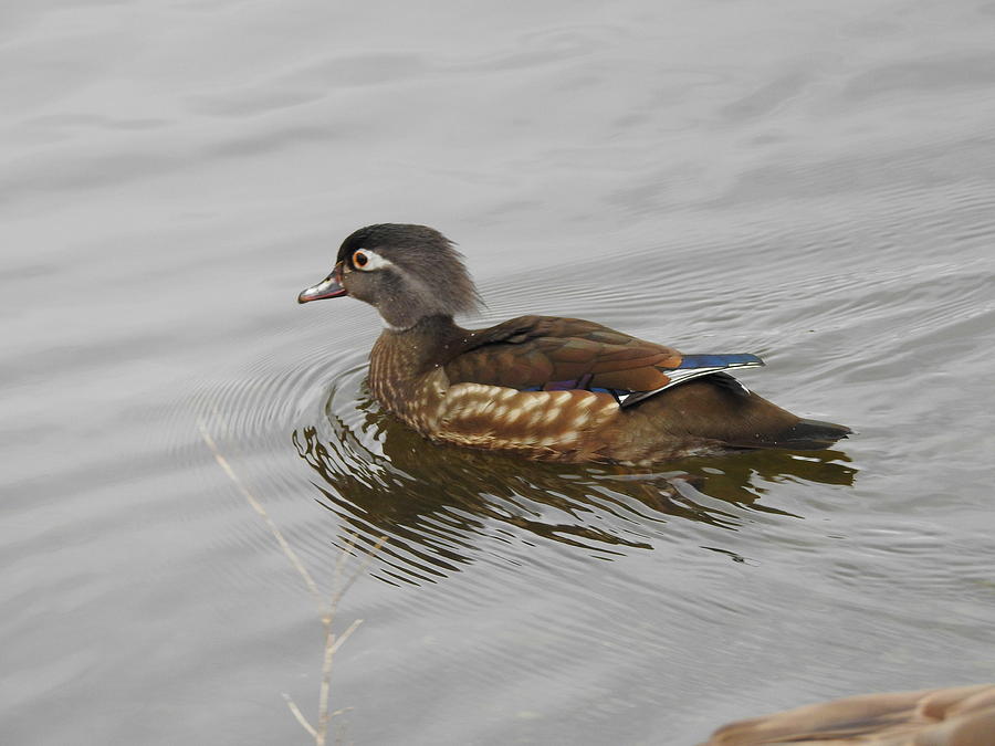 Mrs. Wood Duck Photograph by Betty-Anne McDonald