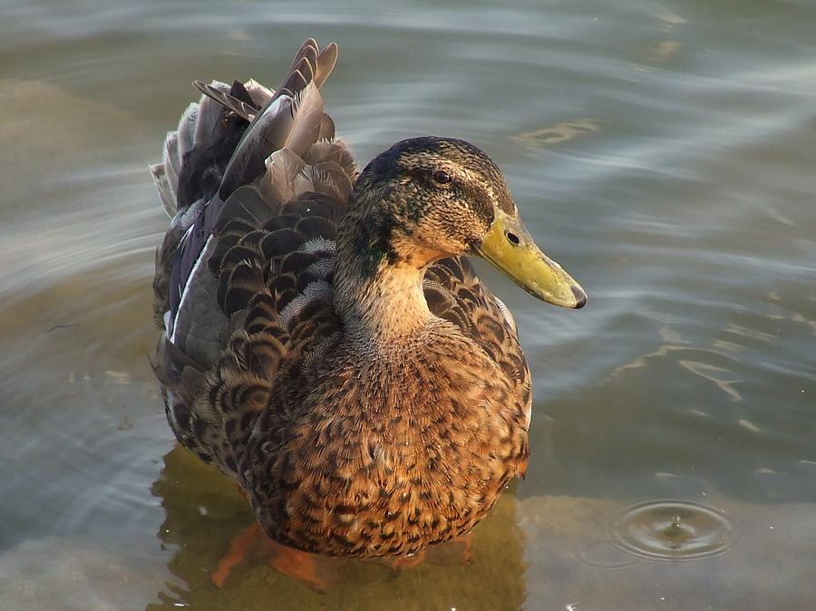 Ms. Duck Photograph by William Moore - Fine Art America