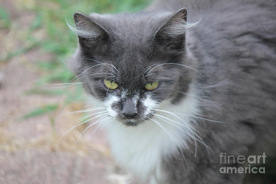 Cat Photograph - Ms. Mustache 2 by Sheri Simmons
