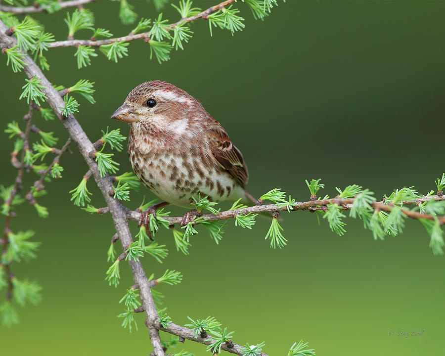 Ms Purple Finch Photograph by Gerry Sibell