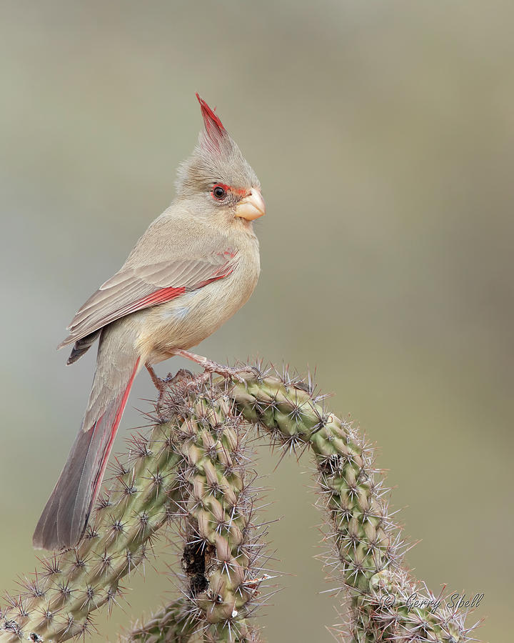 Ms Pyrrhuloxia Photograph by Gerry Sibell