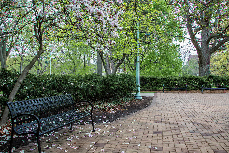 MSU Bench in Spring  Photograph by John McGraw