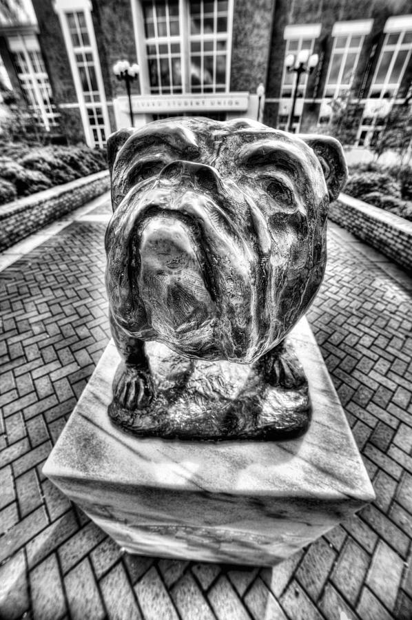 Mississippi State University Photograph - MSU Bulldog Black and White by JC Findley
