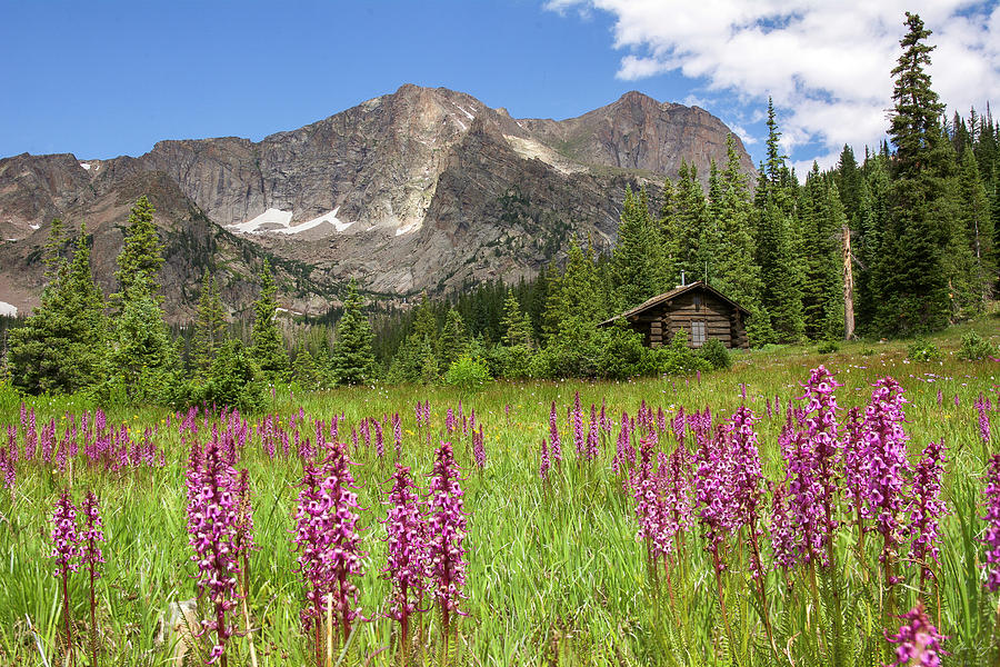 Mt. Alice Wildflowers Photograph by Aaron Spong
