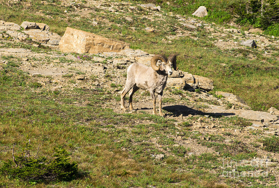 MT Big Horn Sheep Photograph by Louise Magno