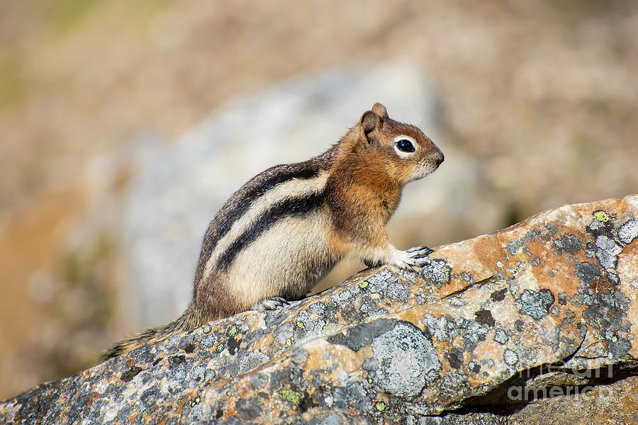 Golden-Mantled Ground Squirrel Photograph by Bianca Nadeau
