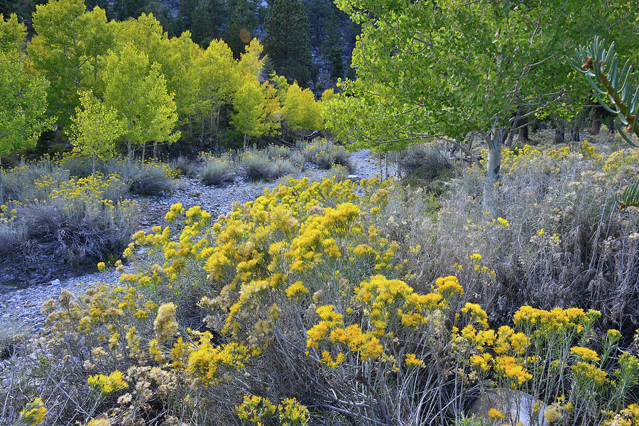 Mt. Charleston Area Fall Colors Photograph by Ray Mathis