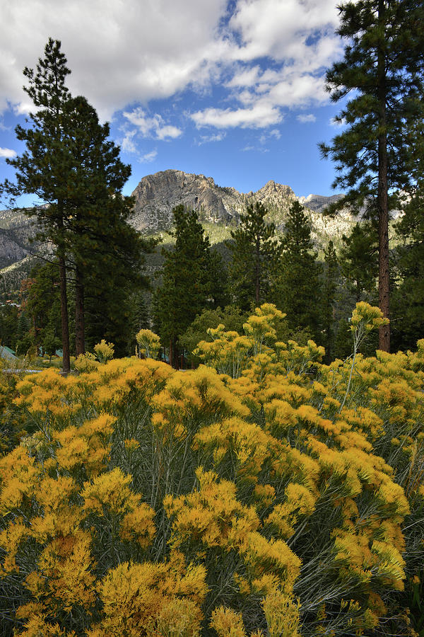 Mt. Charleston Natural Area Photograph by Ray Mathis