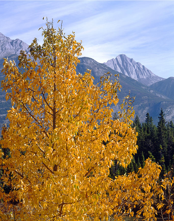 1M3932-Mt. Colin in Autumn  Photograph by Ed  Cooper Photography
