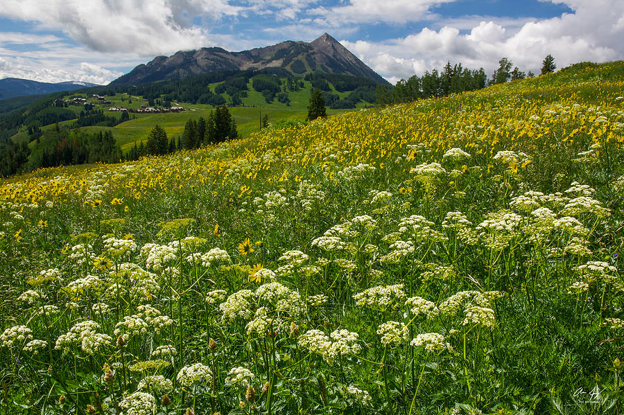 Flower Photograph - Mt. Crested Butte Wildflowers by Aaron Spong