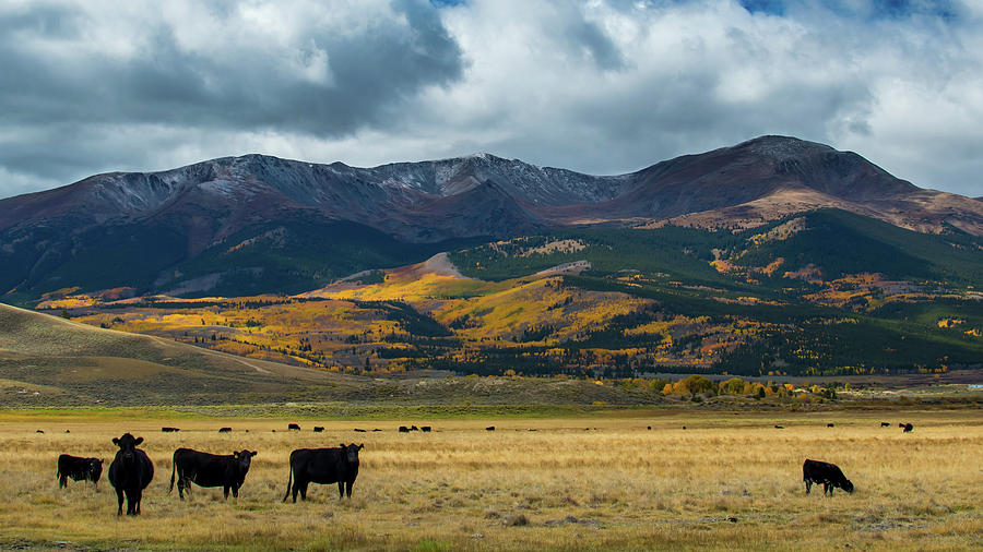 Cow Photograph - Mt. Elbert by Stephen Holst