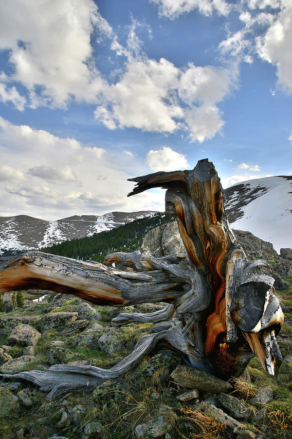 Mt. Evans Bristlecone Pine Photograph by Ray Mathis