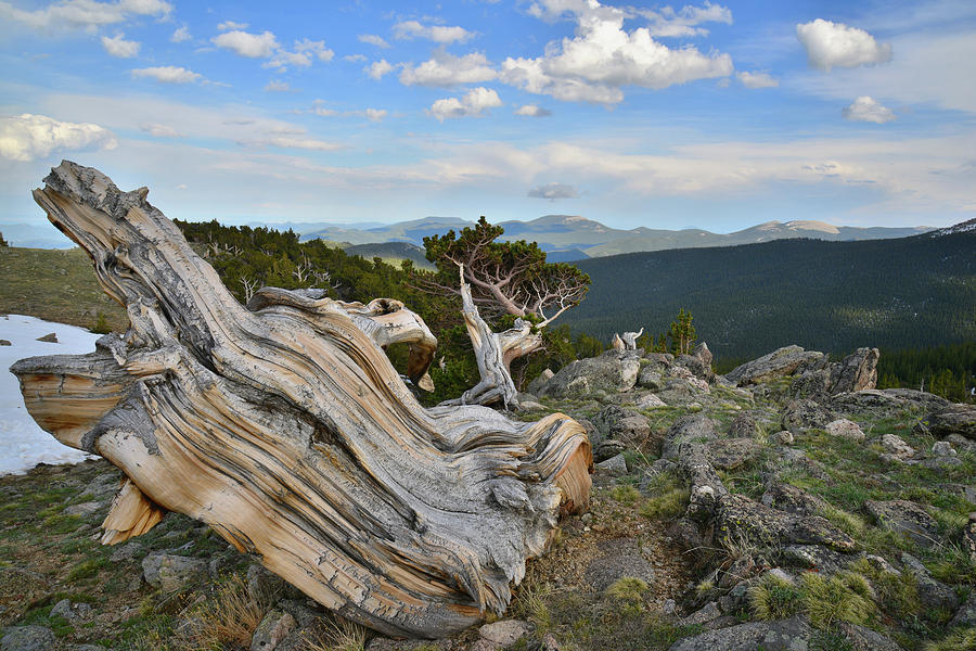 Mt. Evans Bristlecone Photograph by Ray Mathis