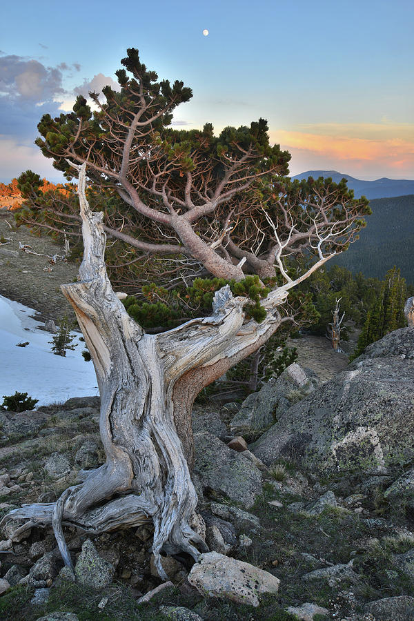 Mt. Evans Bristlecone Sunset and Moonrise Photograph by Ray Mathis