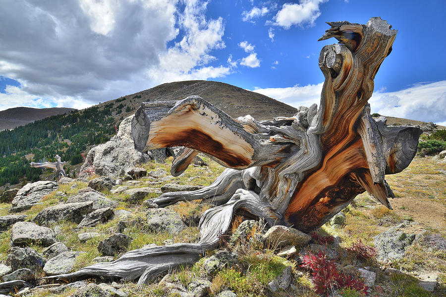 Mt. Evans Dinosaur II Photograph by Ray Mathis