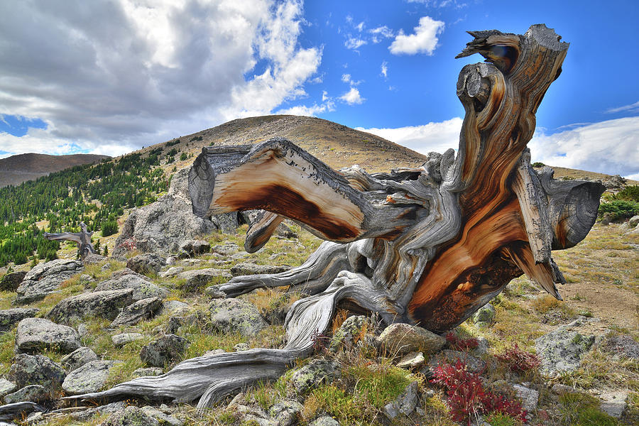 Mt. Evans Dinosaur Photograph by Ray Mathis