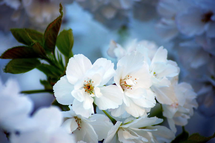 Mt. Fuji Cherry Blossoms Photograph by Emerita Wheeling