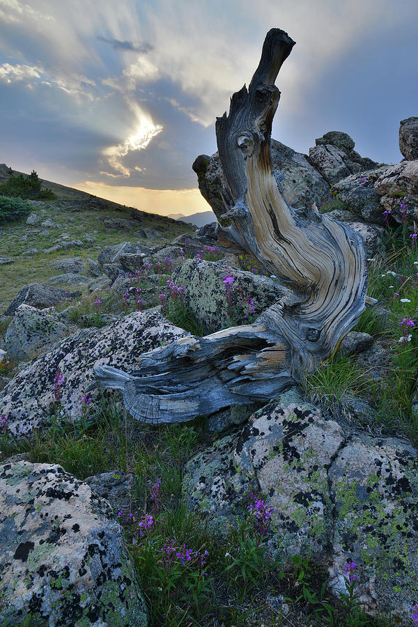 Mt. Goliath Bristlecone Pine at Sunset Photograph by Ray Mathis