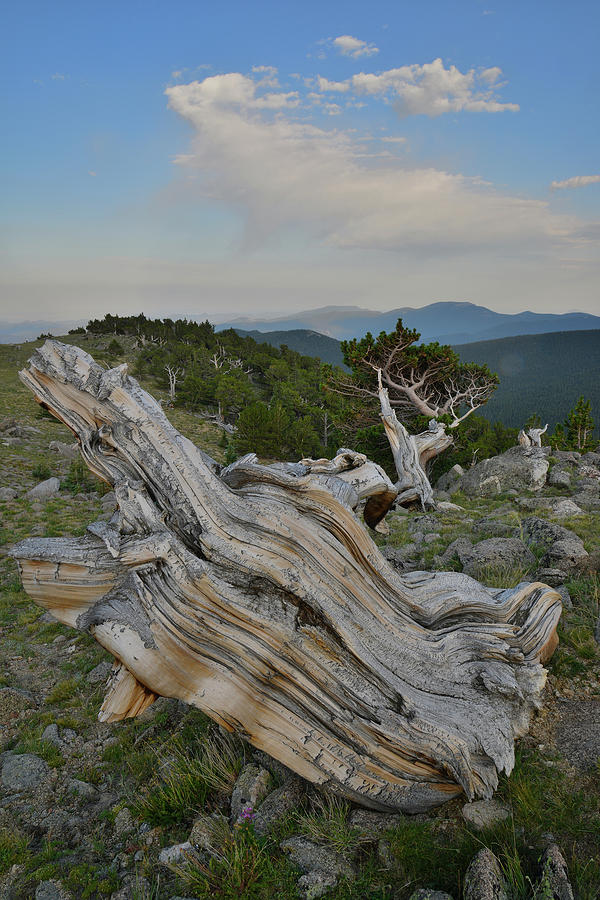 Mt. Goliath Bristlecone Pines Photograph by Ray Mathis