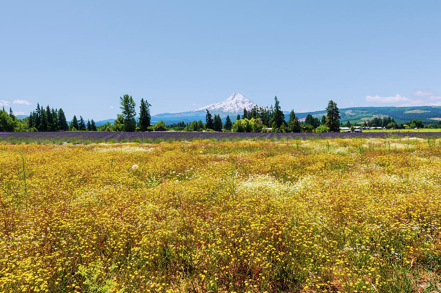 Mt Hood and the Lavender Field Digital Art by Michael Lee