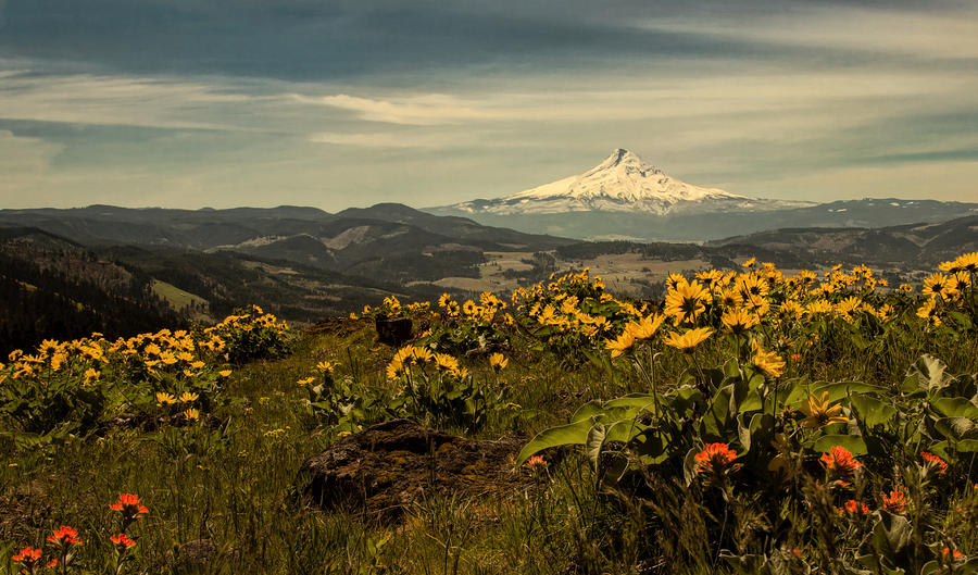 Mt. Hood and Wildflowers Photograph by Don Schwartz