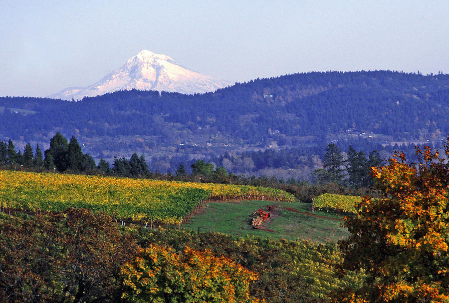 Wine Photograph - Mt. Hood from a Dundee Hills Vineyard by Margaret Hood