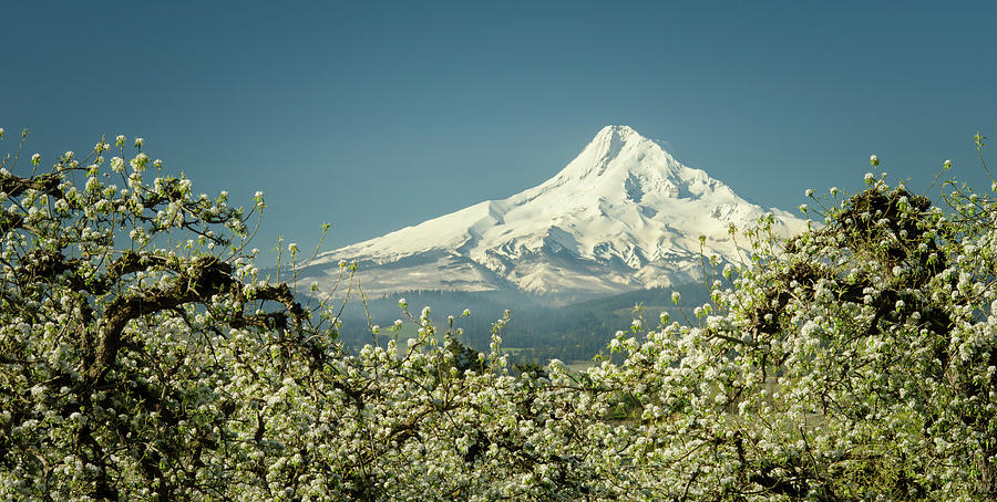 Mt. Hood in Blossoms Photograph by Don Schwartz
