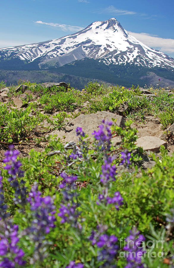 Mt Hood with Lupine in the foreground Photograph by Bruce Block