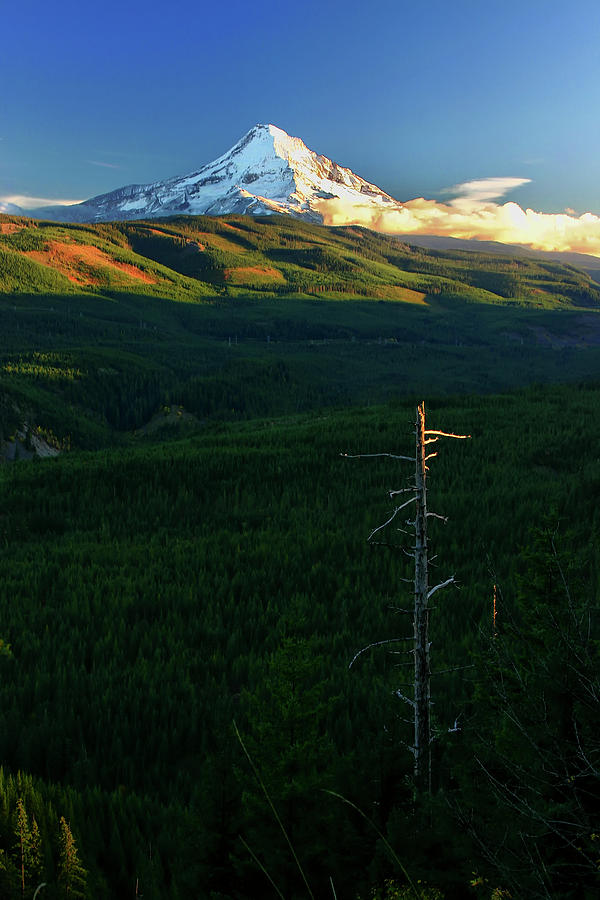 Mt Hood with Snag Photograph by Albert Seger