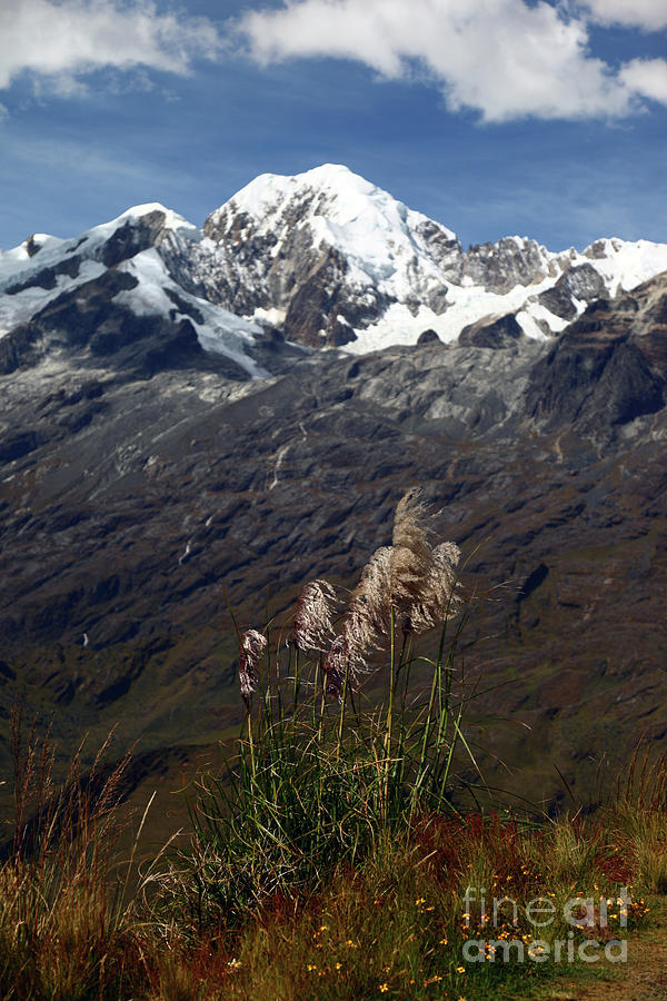 Mt Illampu and pampas grass Bolivia Photograph by James Brunker