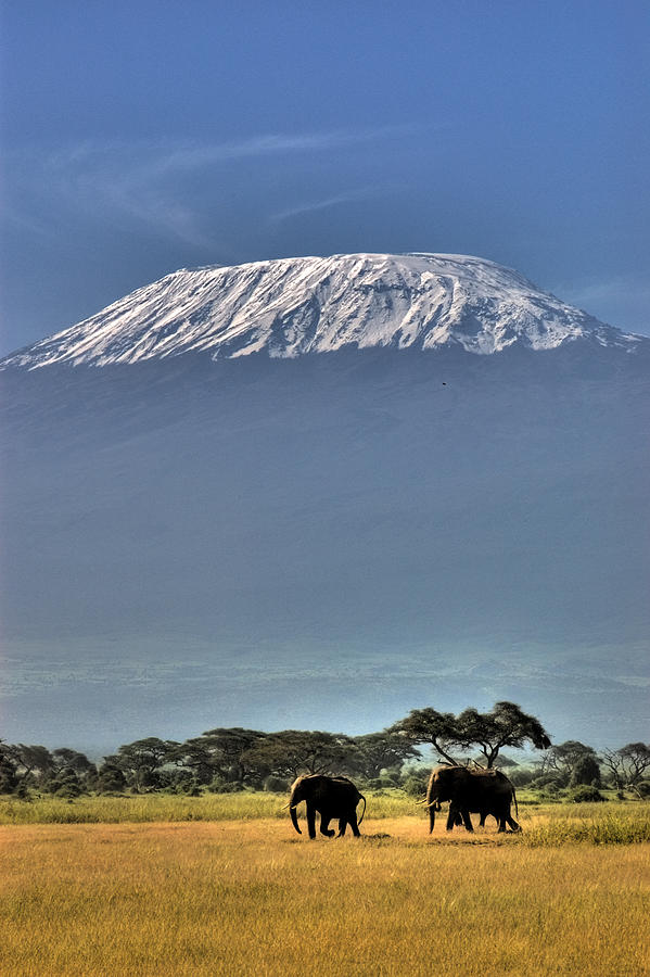 Mt Kilimanjaro with Elephants Photograph by Jaspal Sembi - Fine Art America
