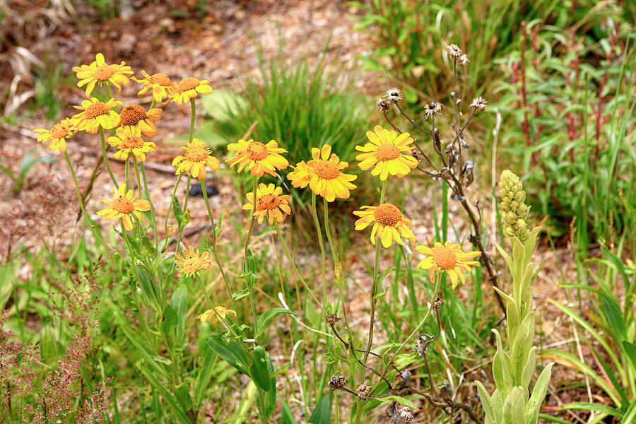 Mt Lemmon Marigolds Photograph by Chris Smith